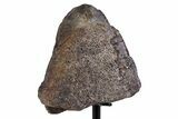 Fossil Sauropod Rib Section with Metal Stand - Colorado #383259-2